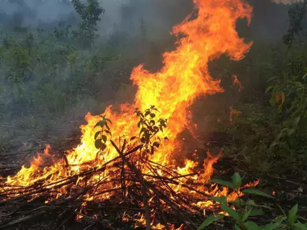 В Железнодорожном районе Ростова пройдут плановые выжигания сухостоя