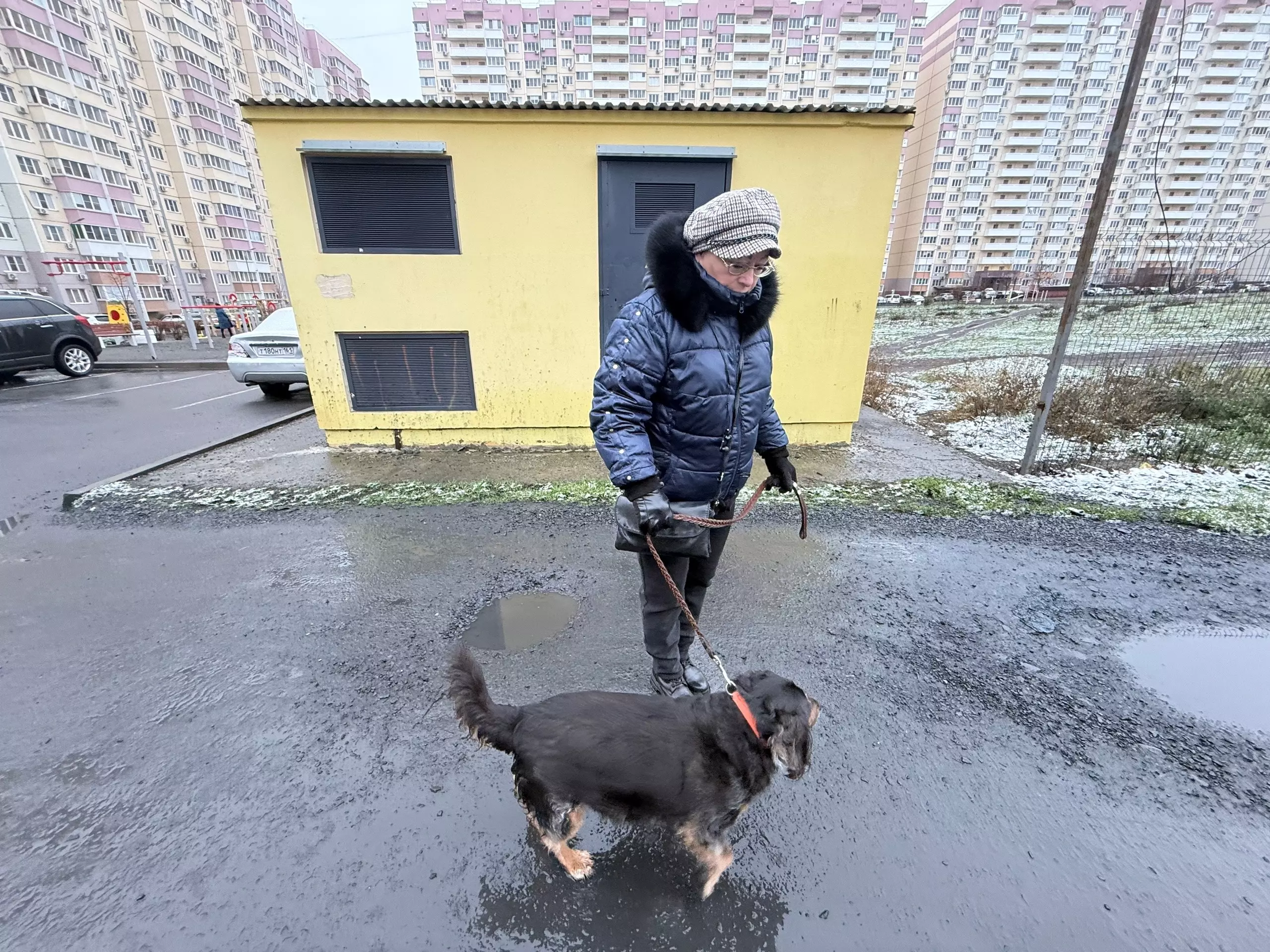 В Ростове жители Суворовского просят вмешаться в массовое убийство бездомных собак