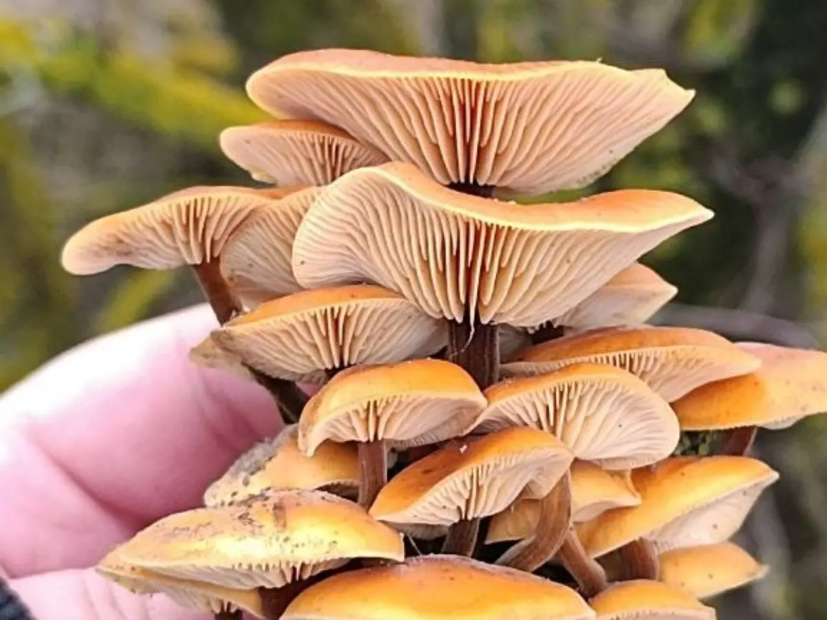 Первые зимние грибы появились в Ростовской области