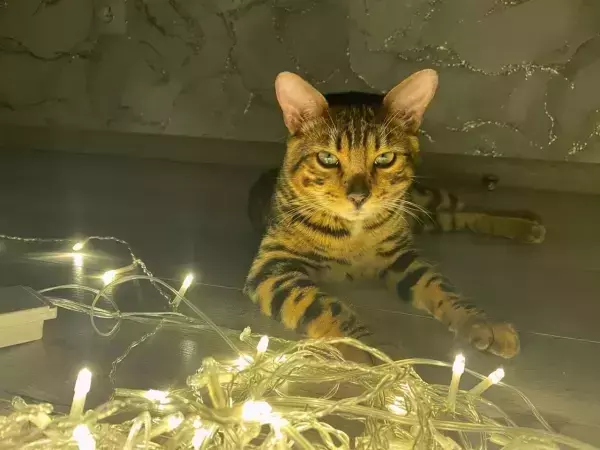 В Таганроге из-за сильного ветра тысячи жителей остались без света