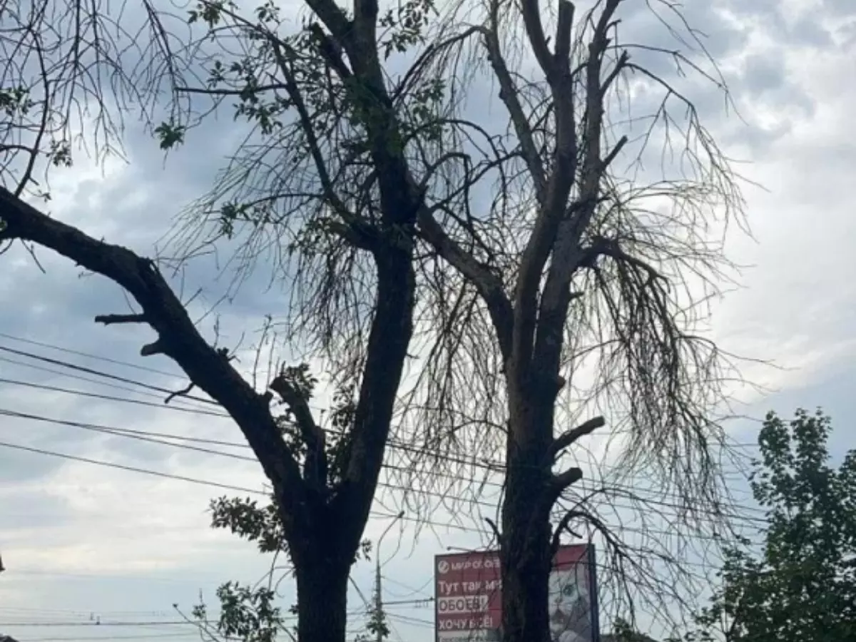 В Ростове на проспекте 40-летия Победы весной высадят молодые деревья вместо аварийных