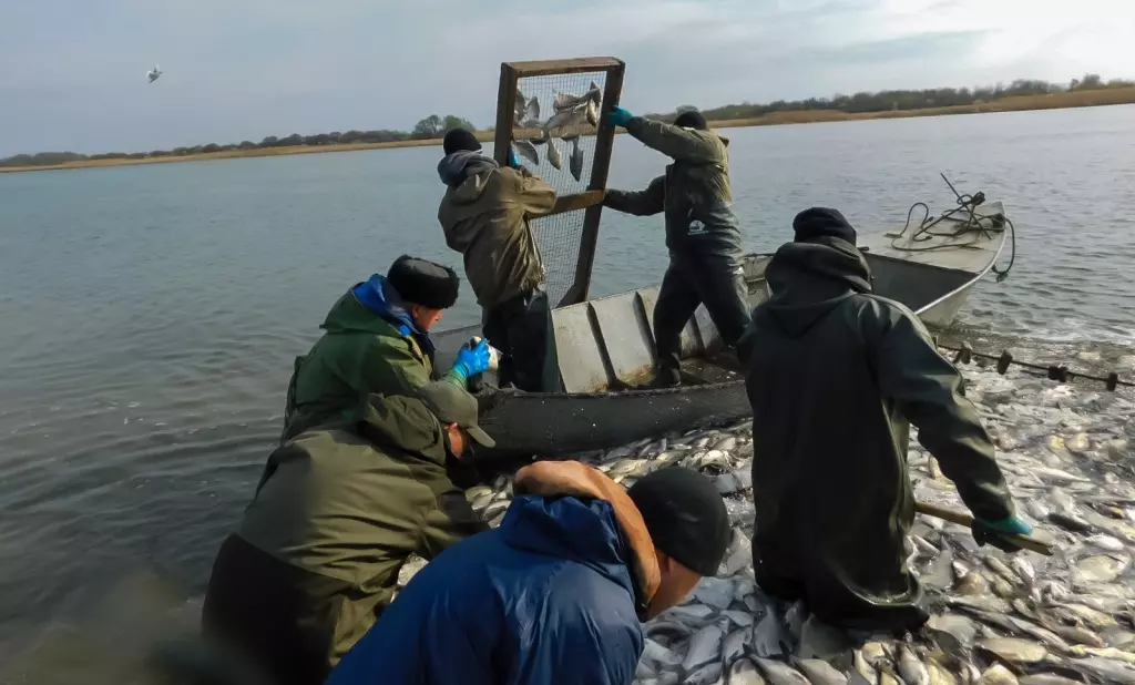 Сельдь, лещ и сазан: река Дон остается ключевым промысловым водоемом Азовского бассейна