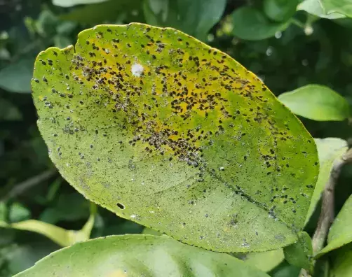 Карантин из-за вредоносной щитовки сняли на площади более 600 гектаров в Ростове-на-Дону