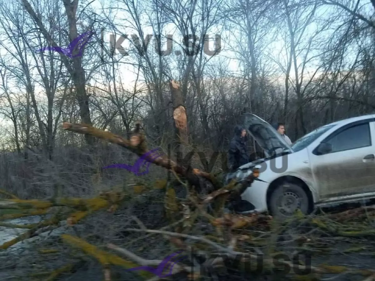 В Шахтах сильные ветер повалил дерево прямо на движущийся автомобиль