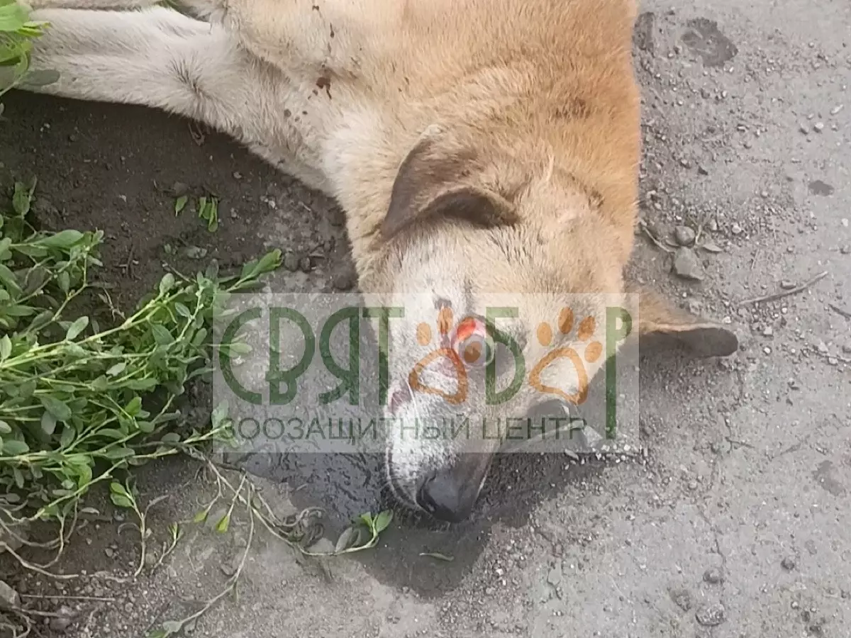 Выпал глаз и сильные ушибы: Волонтеры из Шахт спасают собаку, которую сбило авто 