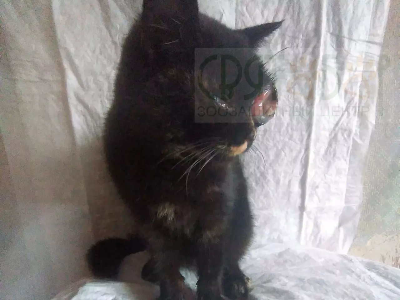 Бездомной кошке с лопнувшим глазом из Шахт нужна дорогостоящая операция