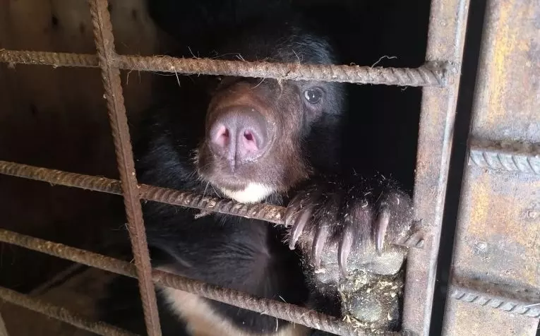 В Ростовский зоопарк направят ручную медведицу, которую поймали в Приморье после ее визита в школу