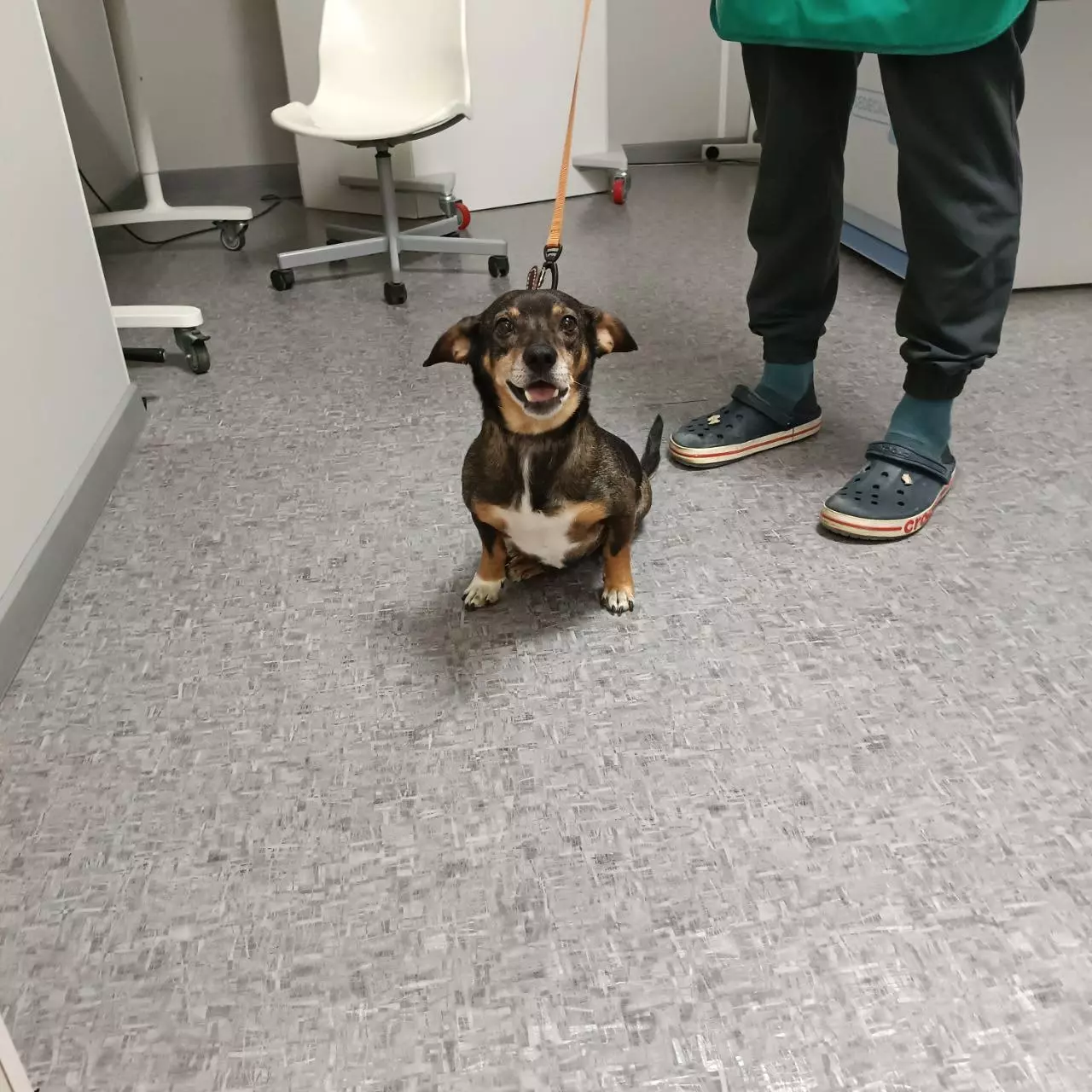 Парализованному псу из Сальска нужна дорогостоящая операция на коленные чашечки