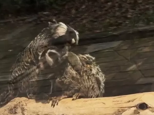 В южном парке «Малинки» у семейства игронкувых обезьян родились близнецы