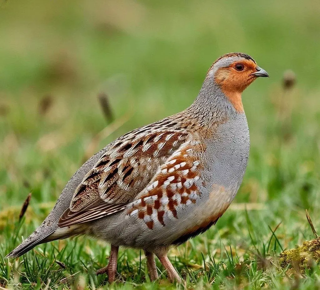 В Ростовской области завершился сезон охоты на серую куропатку