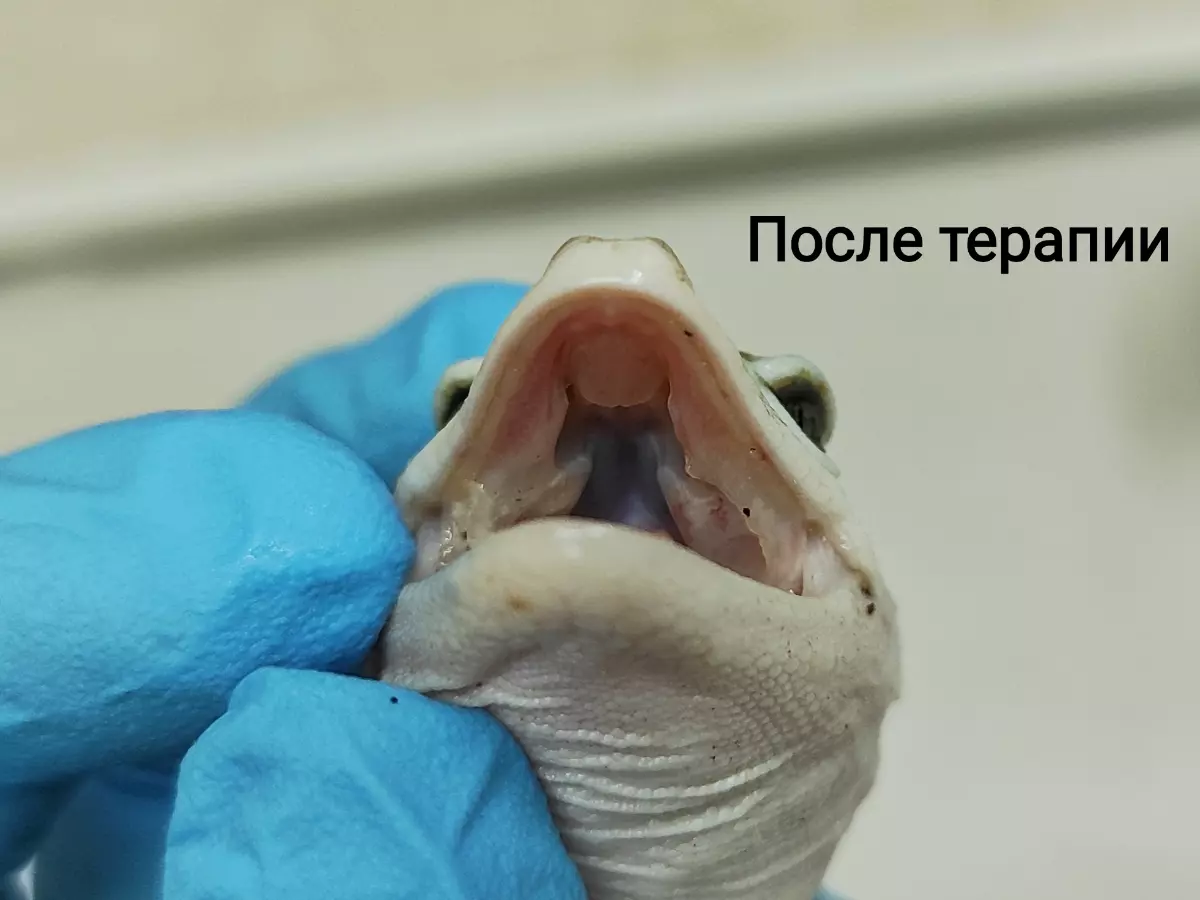 Ветврач из Ростова спасла эублефара с нагноением во рту