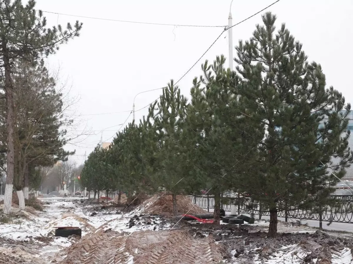 На месте срубленных деревьев в центре Новочеркасска высадили 12 сосен