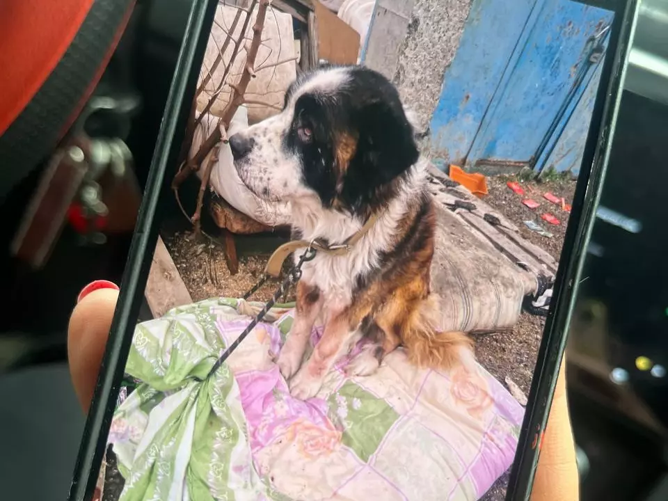 В приюте под Ростовом обнаружили замученных и погибших животных: от котов и собак до лис и енотов