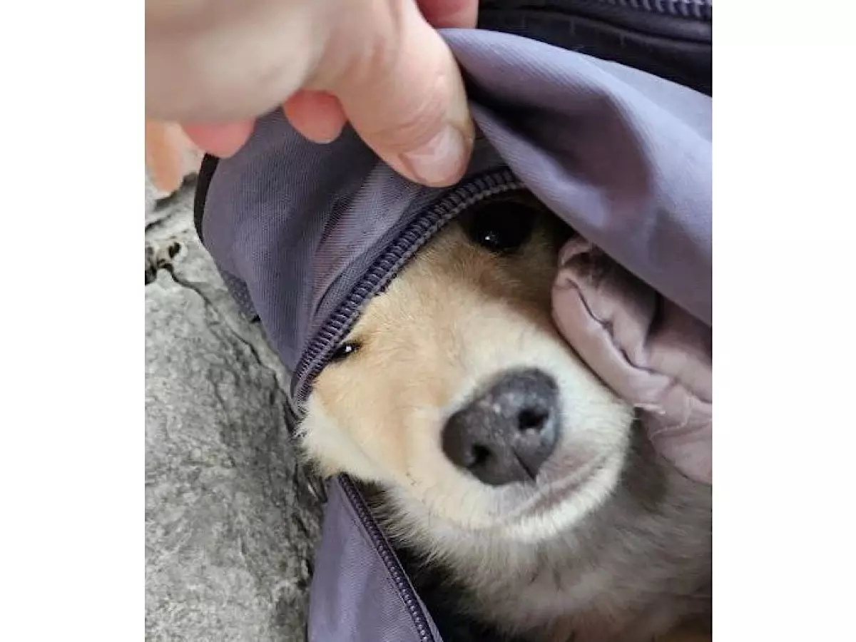 В Шахтах неизвестные выбросили щенка в закрытом рюкзаке