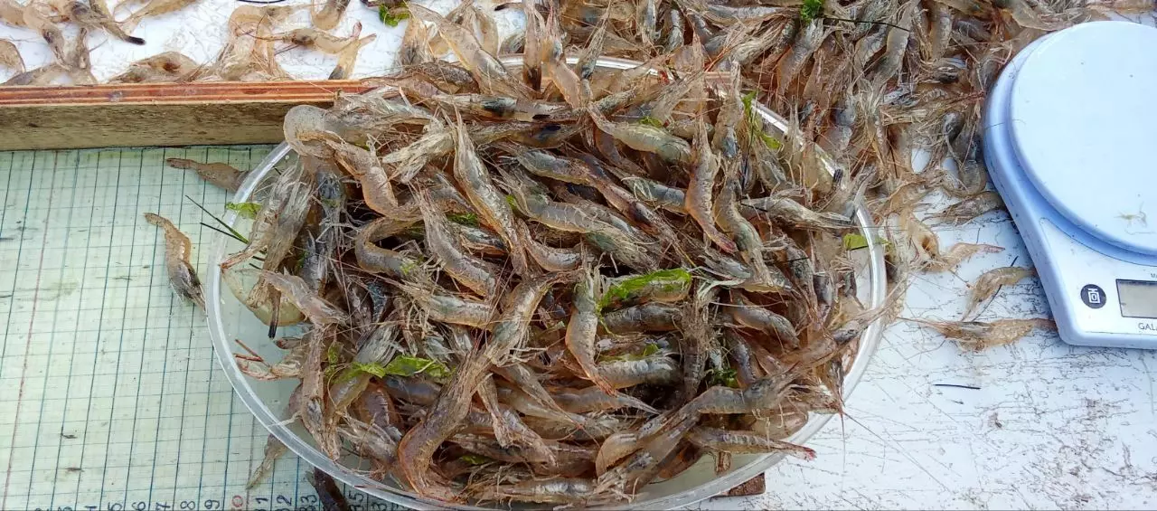 За десять лет вылов ракообразных в Азовском море увеличился в 200 раз