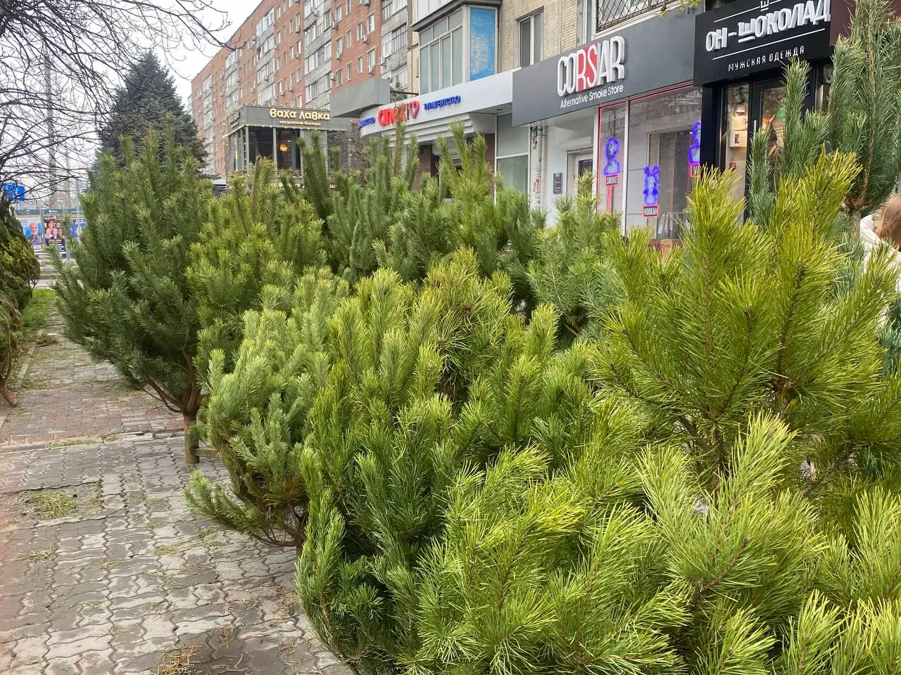 На пересечении Ворошиловского и Малюгиной открылся новый елочный базар