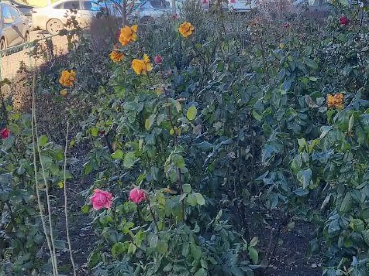 В Ростове, несмотря на морозы, зацвели розы