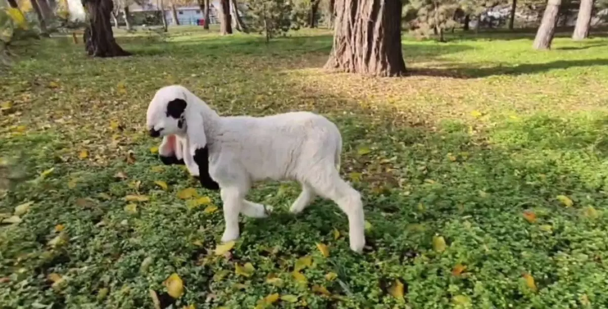 В Ростовском зоопарке в стаде лойских овец появились четыре ягненка
