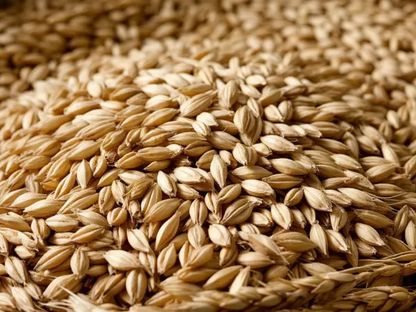 Фото к материалу: На торги за 18 млн рублей выставили ячмень компании-банкрота из Батайска