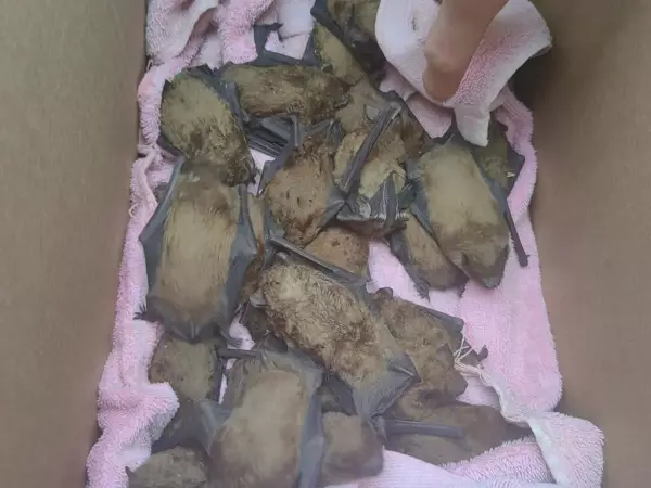 Фото к материалу: Еще 10 летучих мышей погибли из-за падения с многоэтажки в Ростове