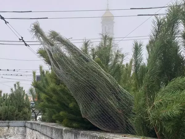 Фото к материалу: За самовольную вырубку елок жителям Ростовской области грозит штраф или даже тюрьма