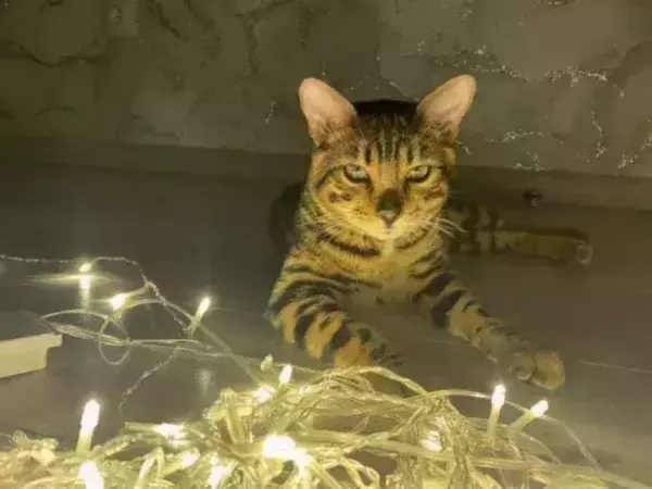 Фото к материалу: Пять населенных пунктов Аксайского района остались без света из-за обрыва ЛЭП