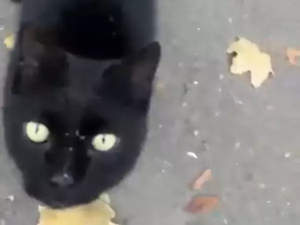 Фото к материалу: Ветеринары из Ростовской области спасли кота с выпавшим кишечником