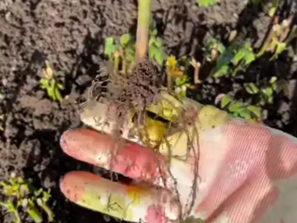 Фото к материалу: Дачница из Ростовской области поделилась простым способом укоренения роз