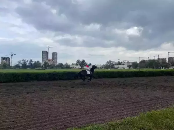 Фото к материалу: Владелец ростовского ипподрома выдвинул невыполнимые требования для содержания лошадей