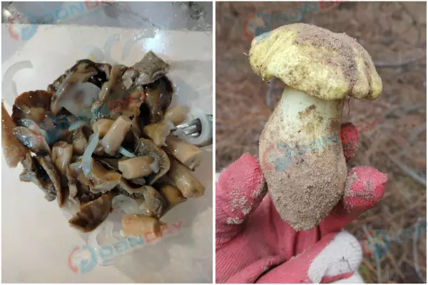 Фото к материалу: Грибники Ростовской области поделились идеальным рецептом маринования подзеленки