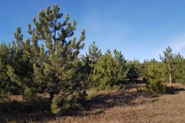 Фото к материалу: В Ростовской области ввели усиленный контроль лесного фонда из-за браконьеров