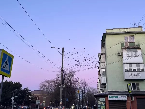Фото к материалу: Жители Ростовской области стали свидетелями мурмурации птиц