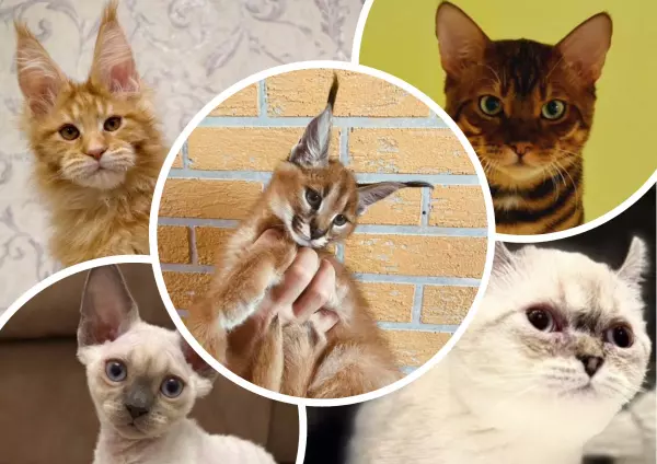 Фото к материалу: 300 тысяч за лапы и хвост: сколько в Ростове стоят самые дорогие котята