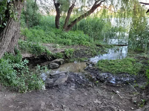 Фото к материалу: Власти Ростова опровергли предположение о неприживаемости новых деревьев в «Дружбе»