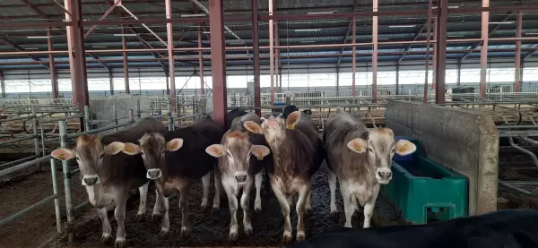 Фото к материалу: На суде по делу гендиректора «Колхоза им. Мясникяна» потерпевшие не помнят почти ничего