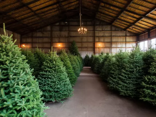 Фото к материалу: Жители Ростовской области смогут бесплатно срубить елку к Новому году