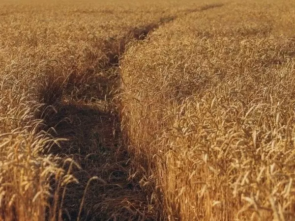 Фото к материалу: В Ростовской области отменили региональный режим ЧС из-за засухи и заморозков