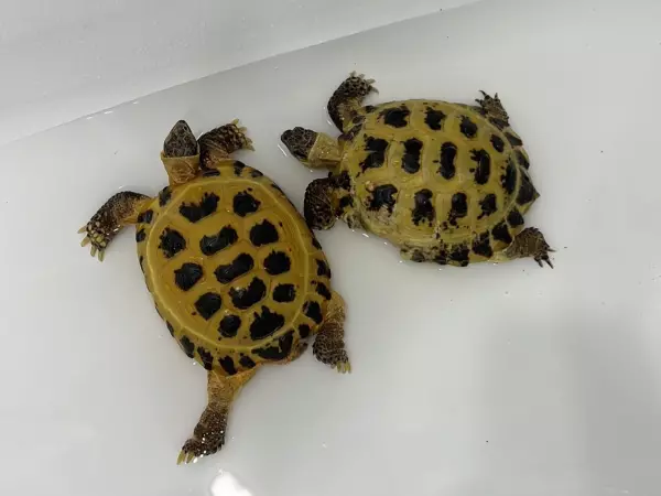 Фото к материалу: В Ростове врачи спасли черепахе панцирь, который отгрызла собака