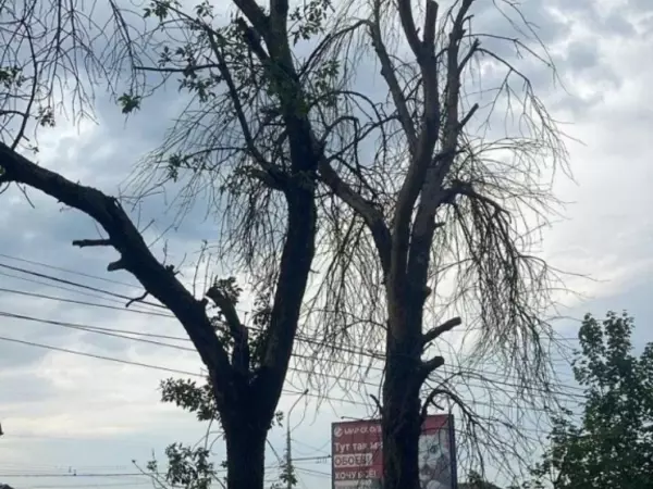 Фото к материалу: В Ростове на проспекте 40-летия Победы весной высадят молодые деревья вместо аварийных