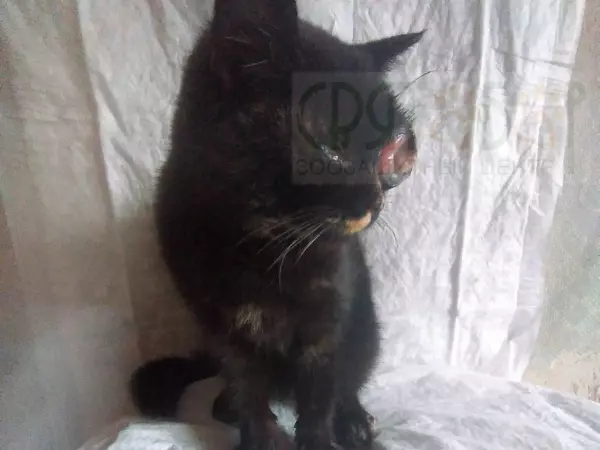 Фото к материалу: Бездомной кошке с лопнувшим глазом из Шахт нужна дорогостоящая операция