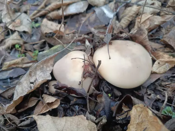 Фото к материалу: Грибники Ростовской области закрывают сезон тихой охоты