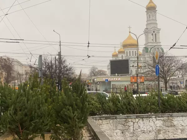 Фото к материалу: На Центральном рынке в Ростове открылся елочный базар
