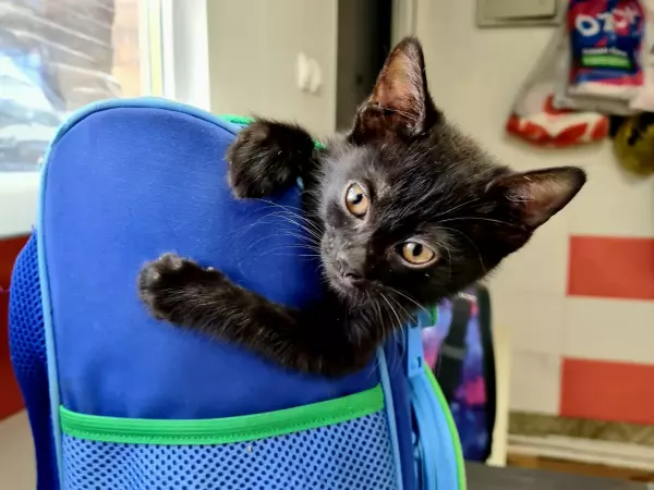 Фото к материалу: Волонтеры из Ростовской области спасают котенка с редкой врожденной патологией