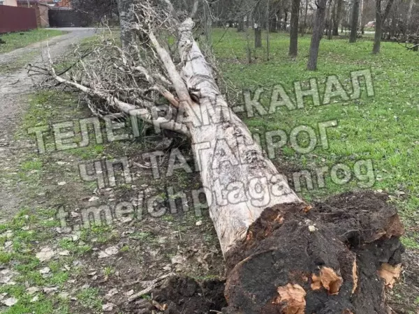Фото к материалу: В Таганроге из-за шквалистого ветра повалились части двух деревьев