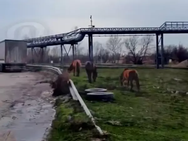 Фото к материалу: Семь лошадей без коневода заметили в промзоне в Ростове