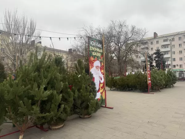 Фото к материалу: Стали известны цены на живые елки в Ростове