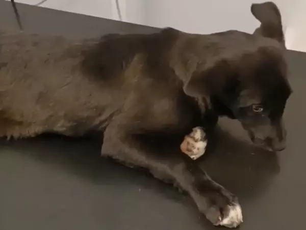 Фото к материалу: В Шахтах волонтеры спасают щенка с переломанными задними лапами