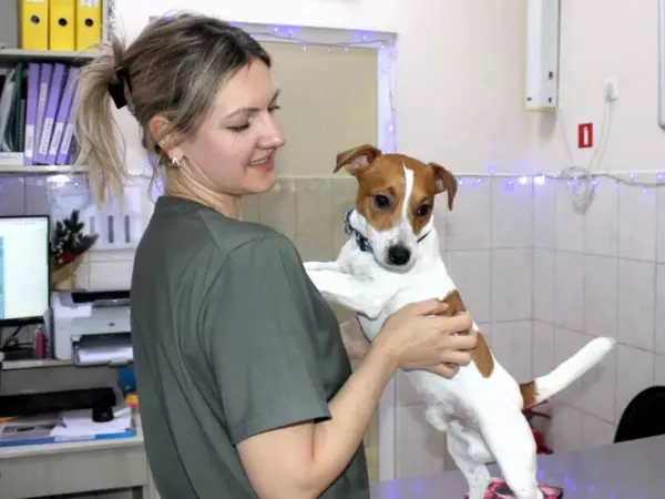 Фото к материалу: Ростовские госветлечебницы опубликовали график на январские праздники