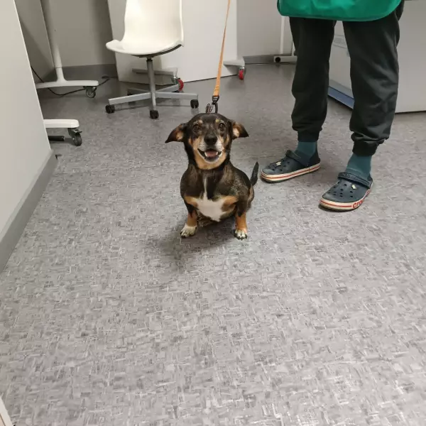 Фото к материалу: Парализованному псу из Сальска нужна дорогостоящая операция на коленных чашечках