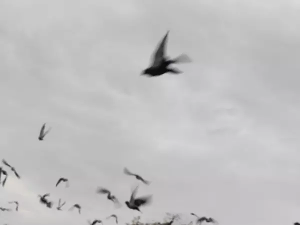 Фото к материалу: Три района Ростовской области и столица региона подверглись атаке дронов 29 декабря